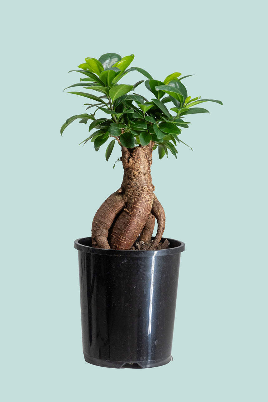 Ficus microcarpa bonsai - 1L / 14cm / Small