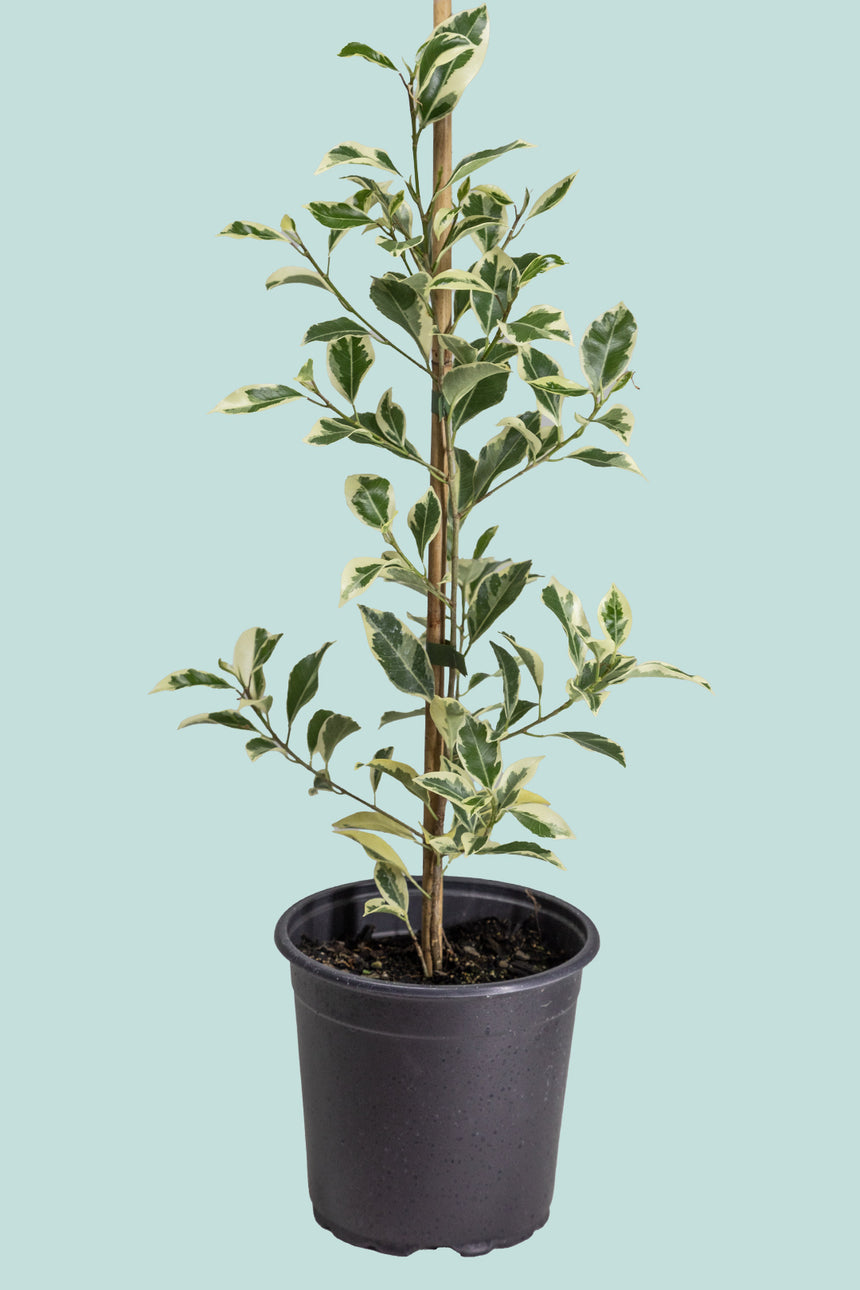Ficus 'Hawaii' - 2.5L / 17cm / Medium