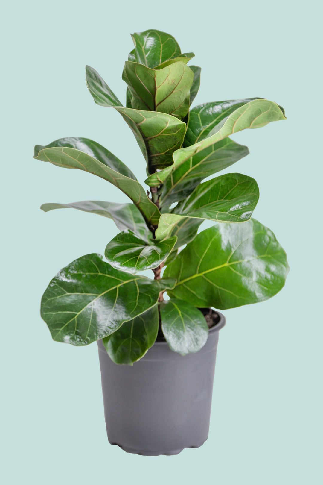 Bambino Dwarf Fiddle Leaf Fig - Ficus lyrata - Indoor Plant - PlantHouse NZ