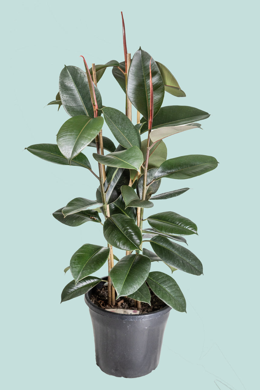 'Robusta' (Triple planted) - Ficus elastica - 10L / 25cm / Large