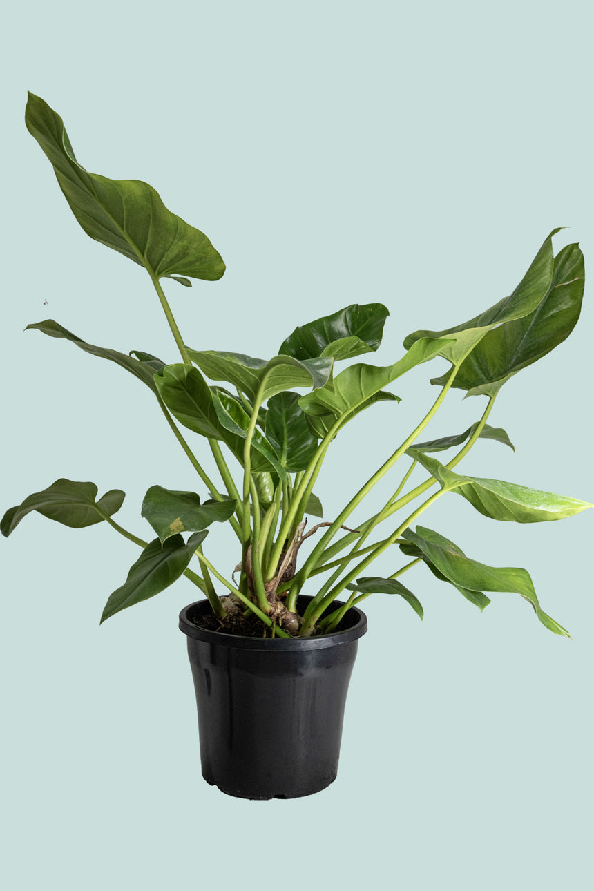 Giant Philodendron - Philodendron giganteum- 8L / 25cm / Large