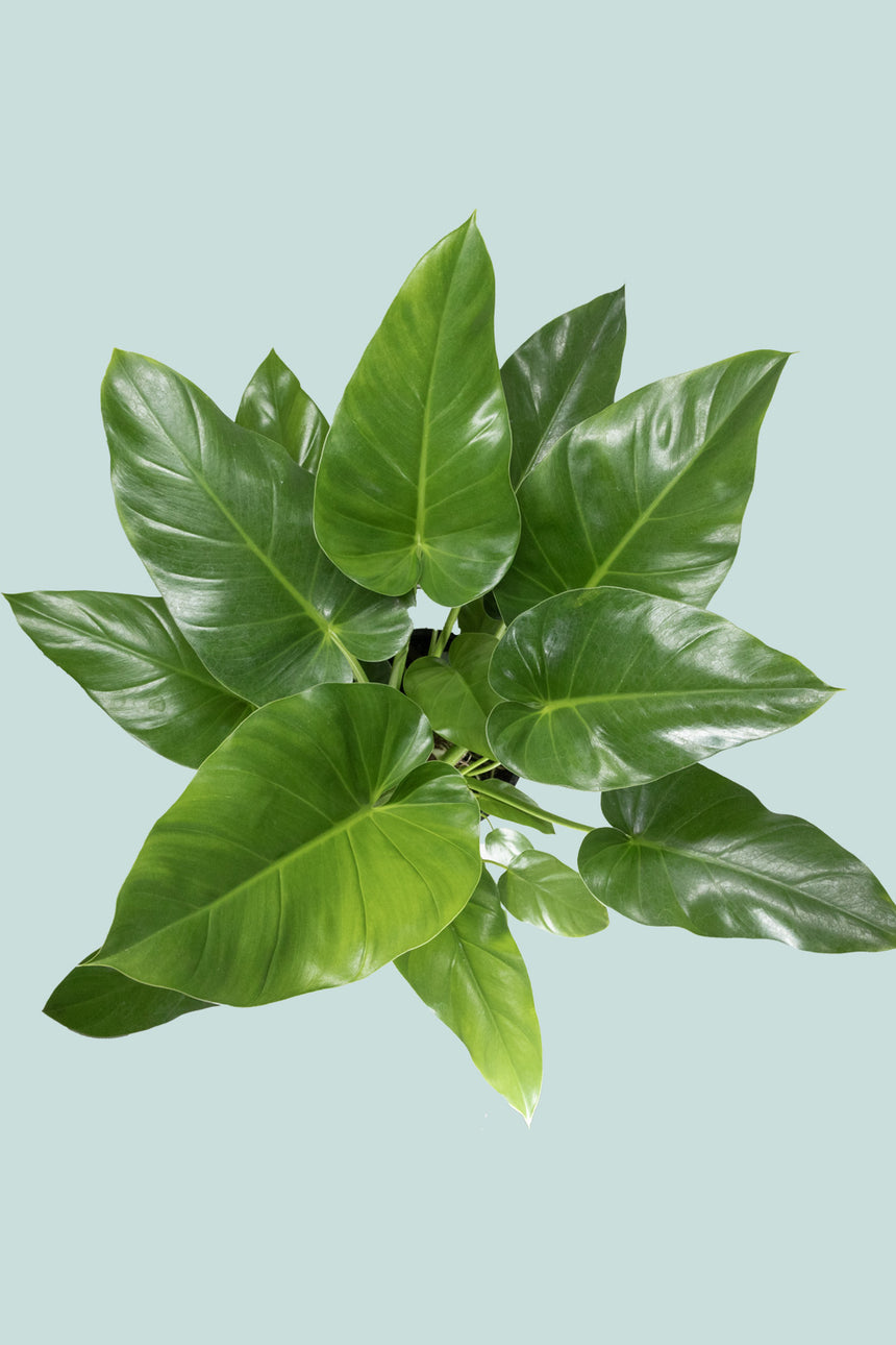 Giant Philodendron - Philodendron giganteum- 8L / 25cm / Large