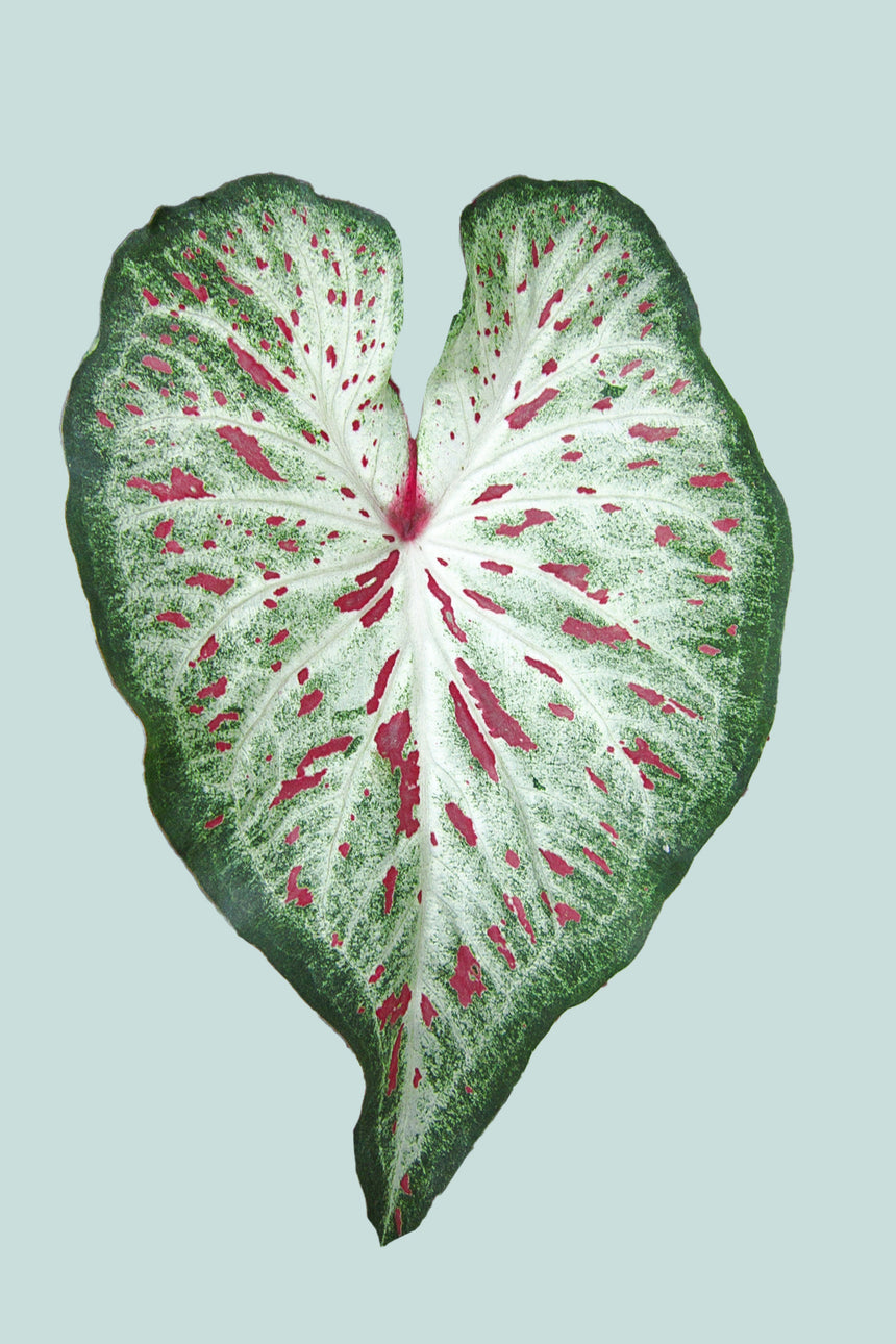 Caladium 'Ginglerland' - 14cm / 1L / Small Plant