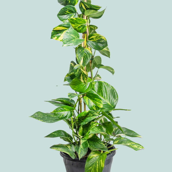 pothos nz Gold Pothos - Epipremnum aureum