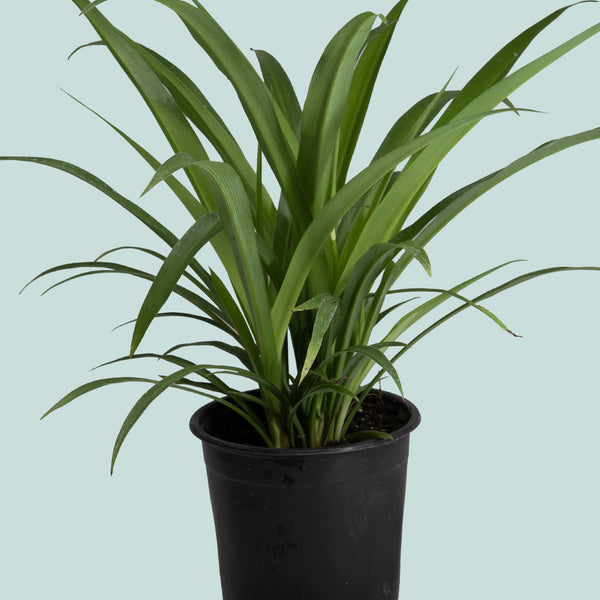 is dracaena a spider plant Dragon Tree - Dracaena marginata - Indoor Plant