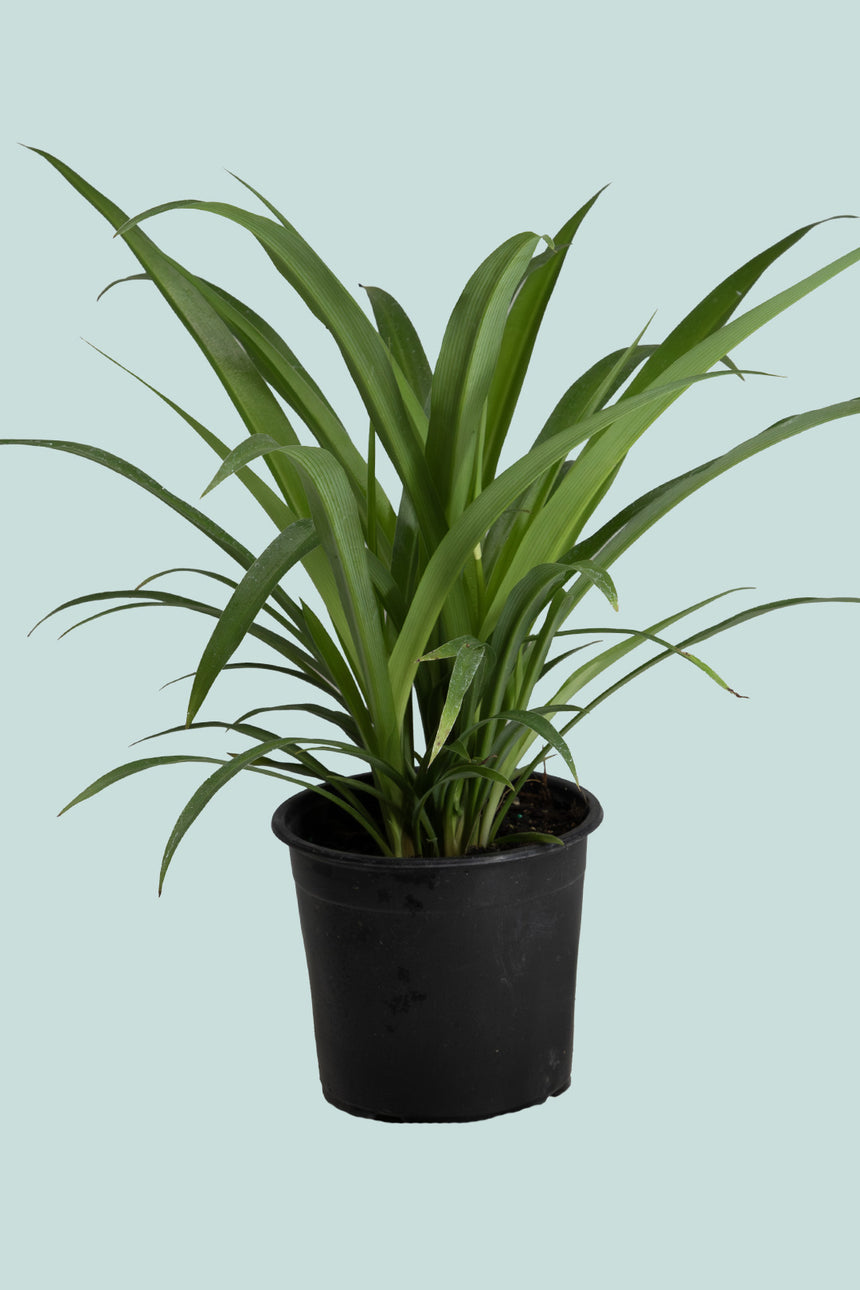 Green Spider Plant - Chlorophytum comosum - 1L / 14cm / Small
