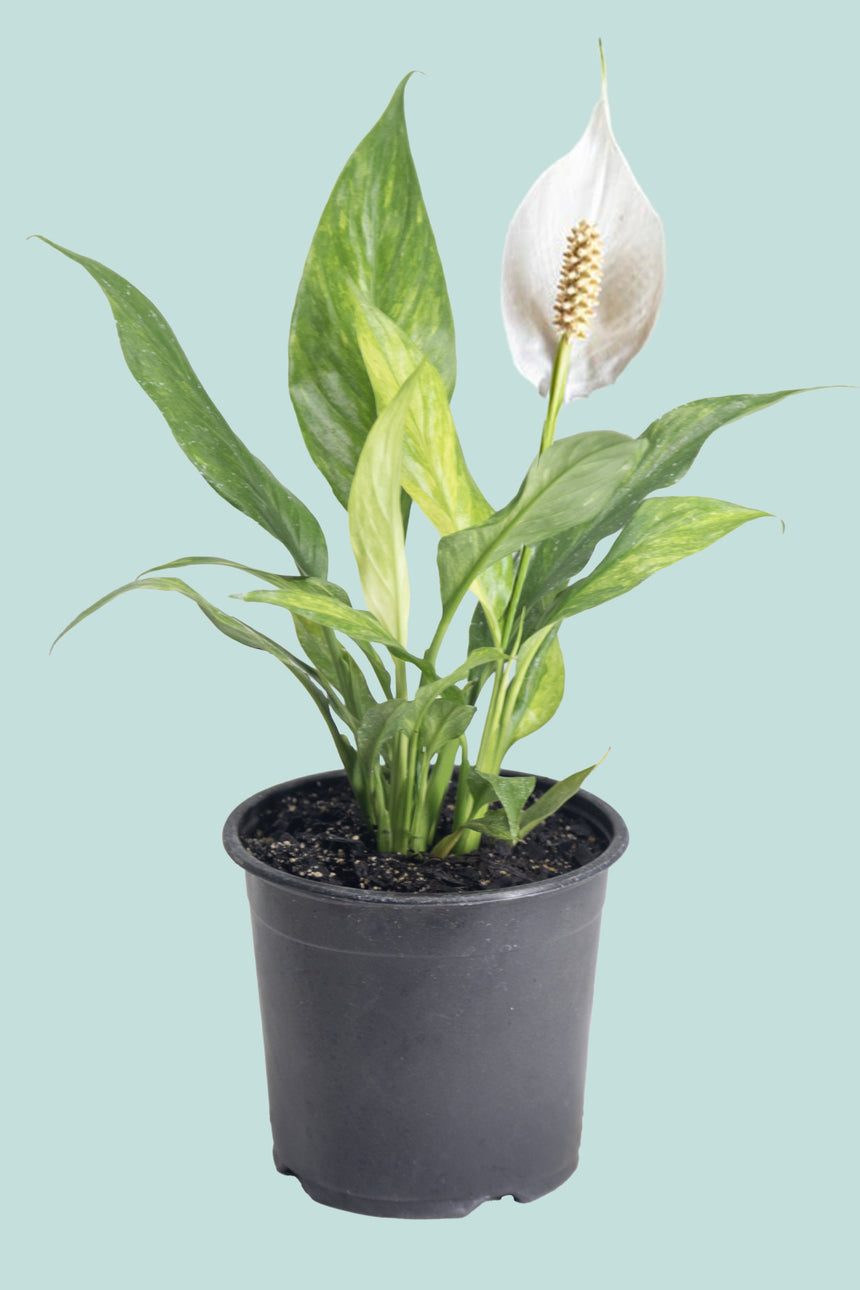 Peace Lily 'Halo' - Gold Variegated - Spathiphyllum walisii - 1.3L / 14cm / Small