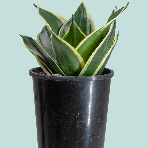 sansevieria hahnii lotus Lotus Hahnii - Dracaena trifasciata (Sansevieria)