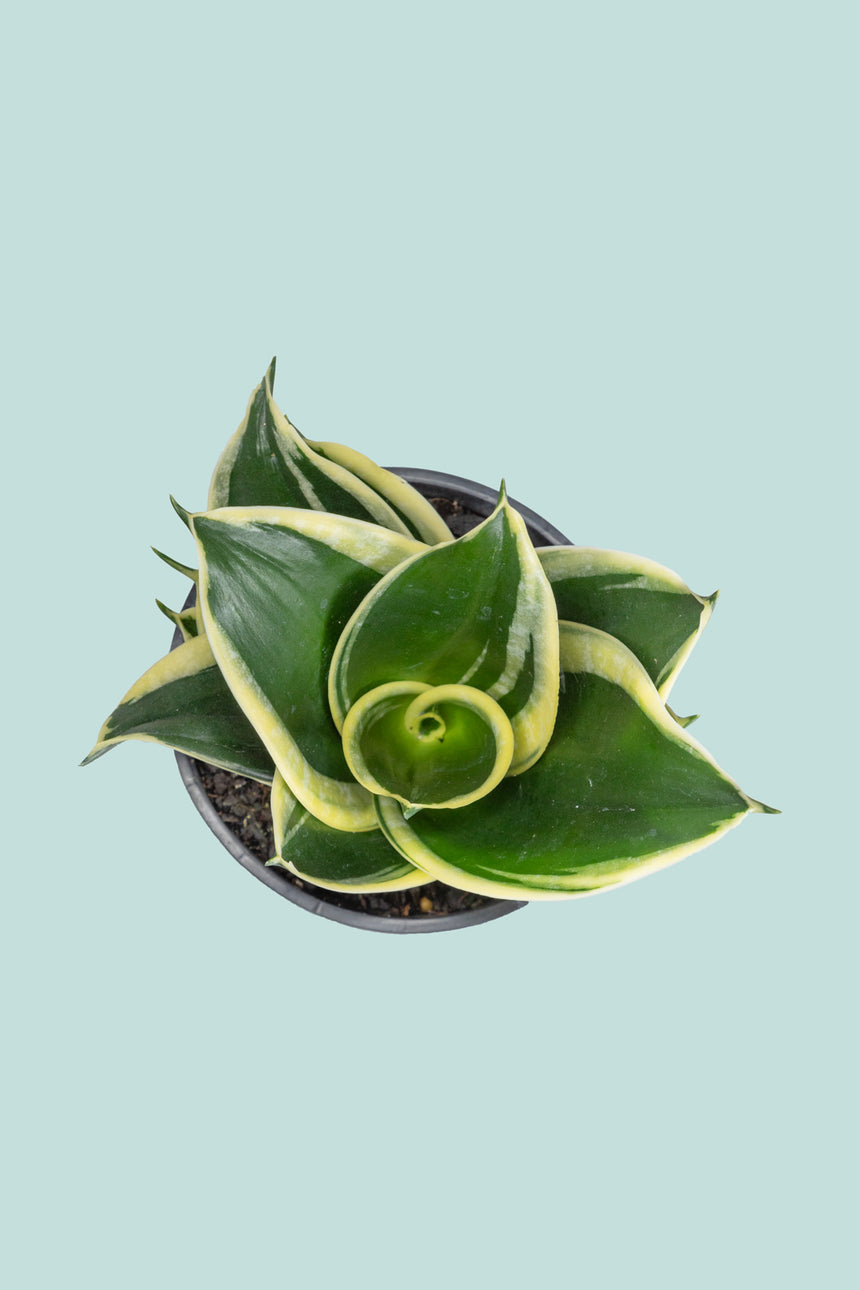 Lotus Hahnii - Dracaena trifasciata (Sansevieria) - 1L / 14cm / Small
