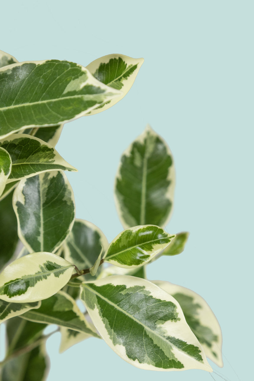 Ficus 'Hawaii' - 2.5L / 17cm / Medium