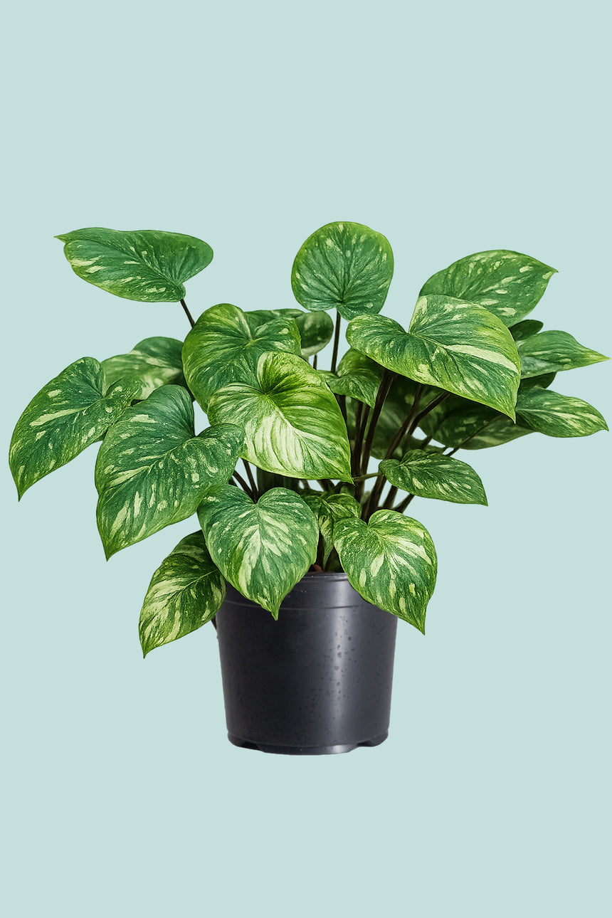 Homalomena erubescens 'Milky Way" - 1L / 14cm / Small