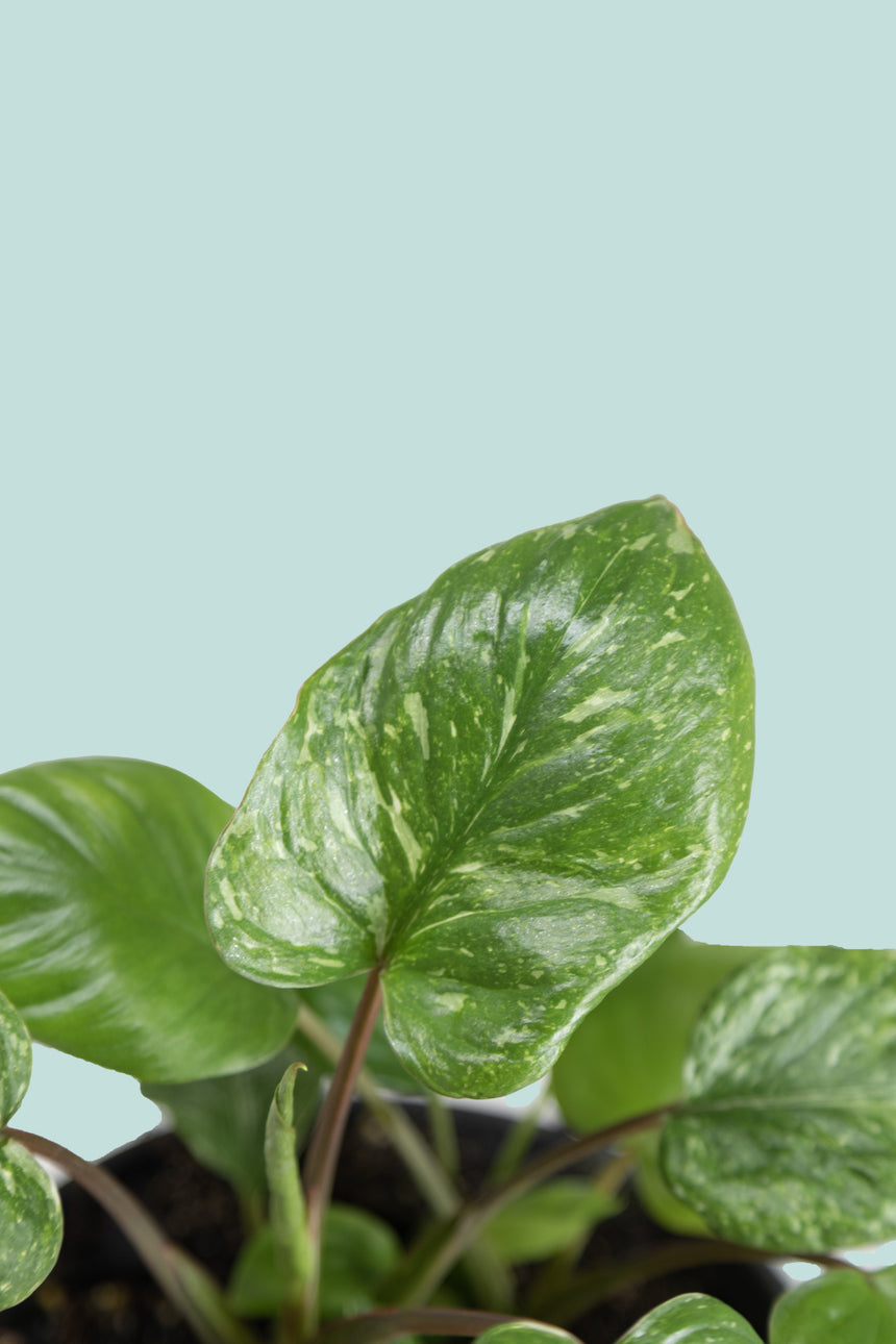 Homalomena erubescens 'Milky Way" - 1L / 14cm / Small