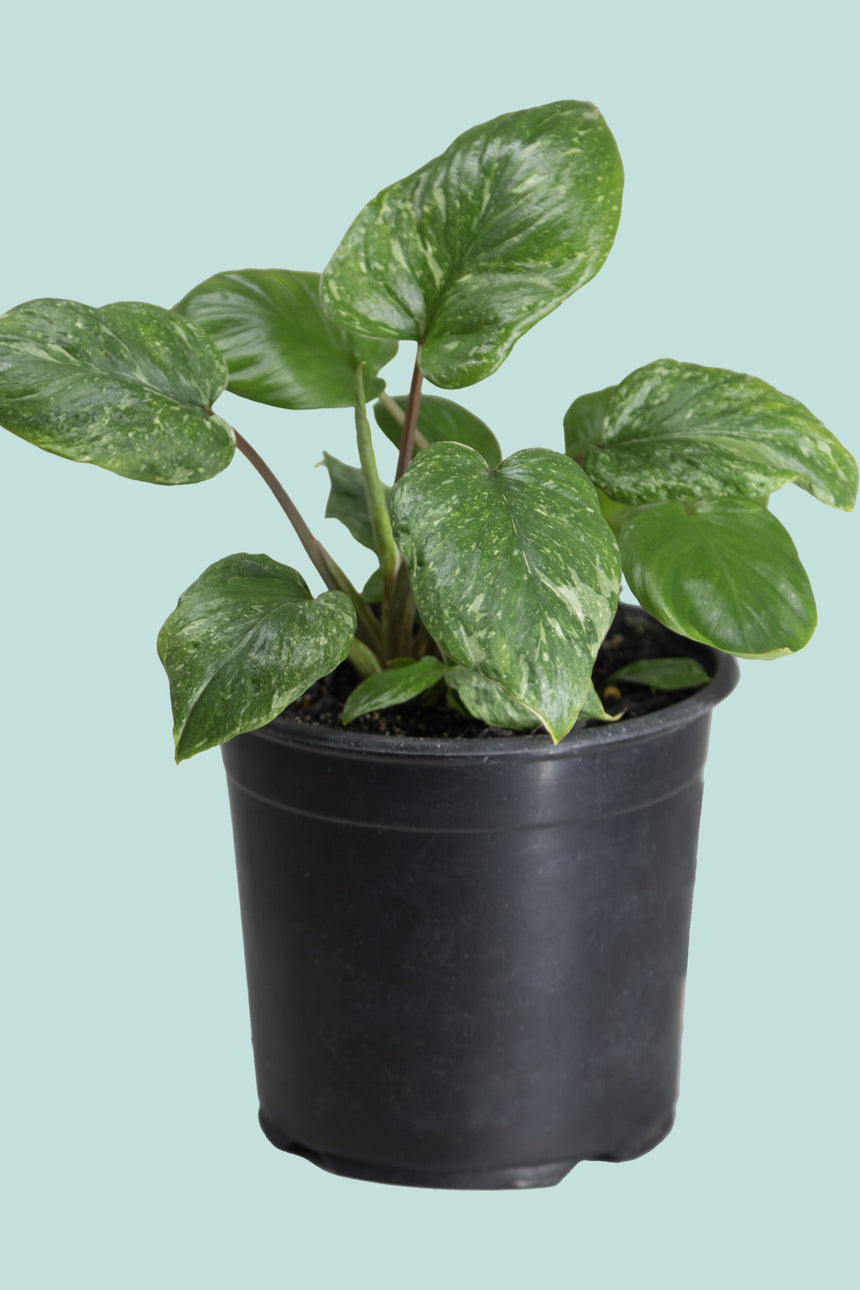 Homalomena erubescens 'Milky Way" - 1L / 14cm / Small