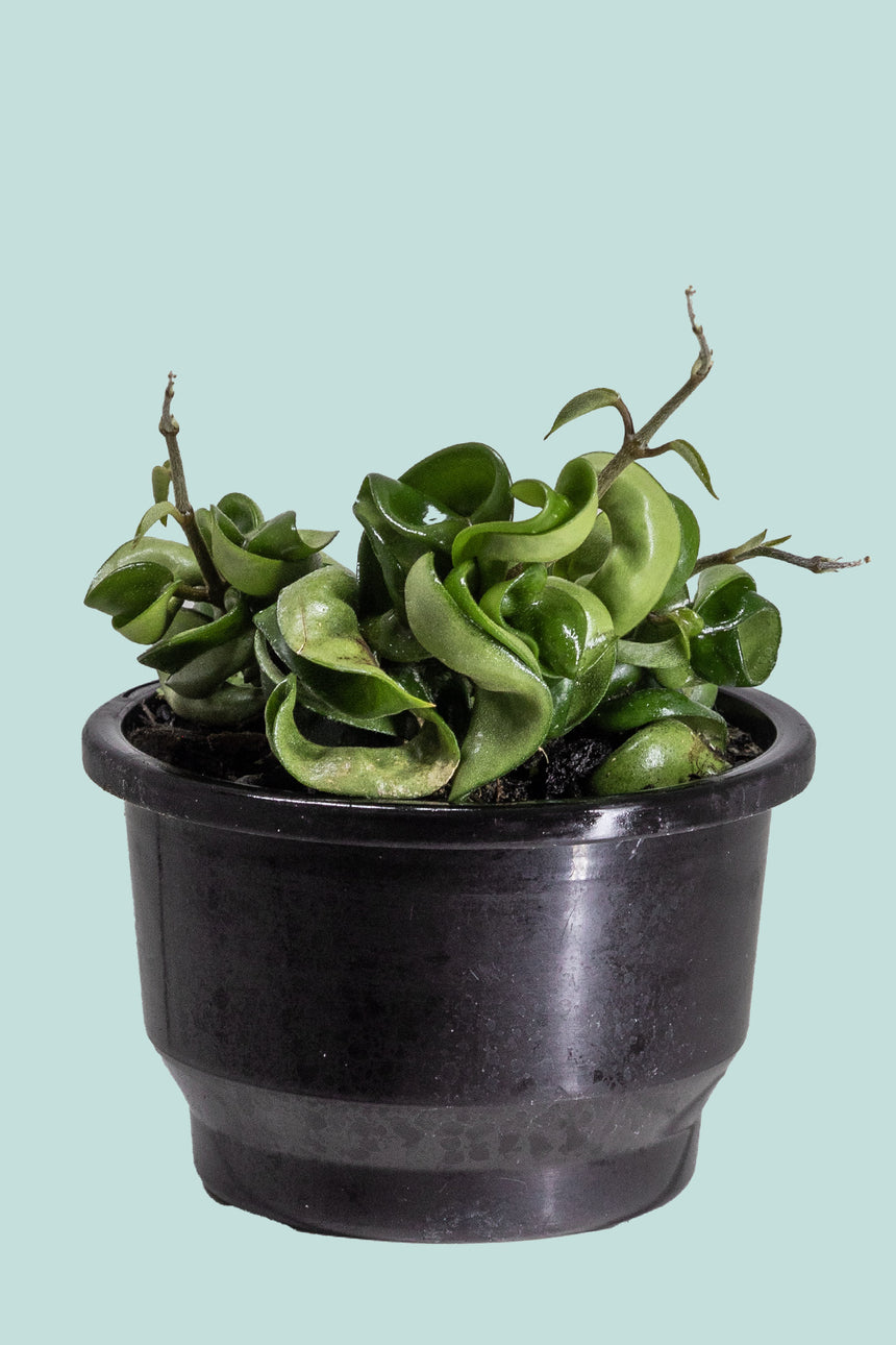 'Hindu Rope' Hoya carnosa - 1L / 14cm / Small