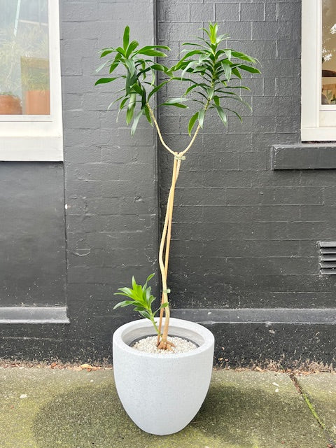 1.2m Stylised Dracaena reflexa in 25cm Nursery Pot