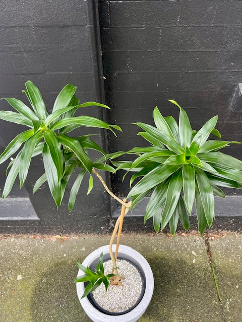 1.2m Stylised Dracaena reflexa in 25cm Nursery Pot