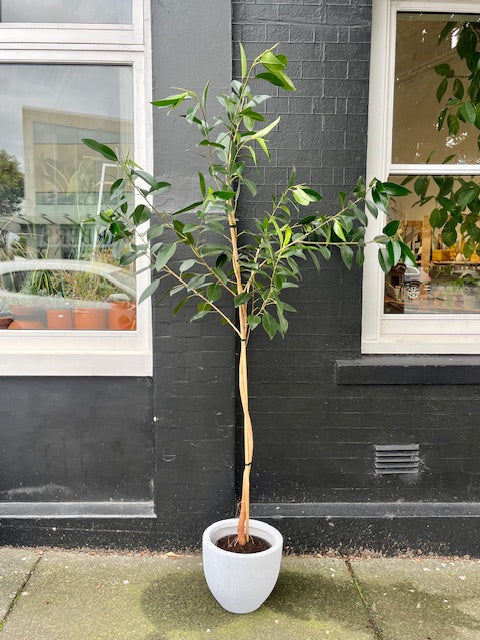 2m Standard Ficus Spiral in 25cm Nursery Pot - 2