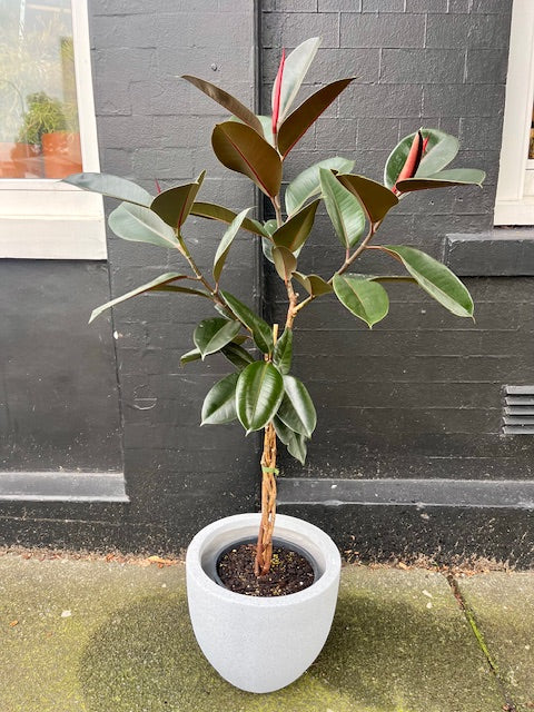 Braided Ficus elastica Black Knight in 25cm Nursery Pot