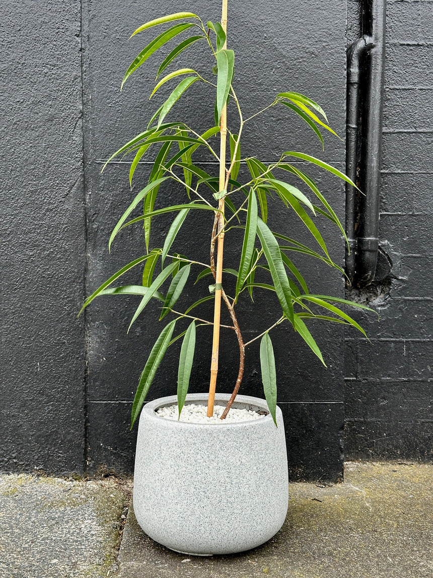 Gray Ficus Tree Ficus Alii Stylised S Bend in 20cm Grey Cylinder – PlantHouse