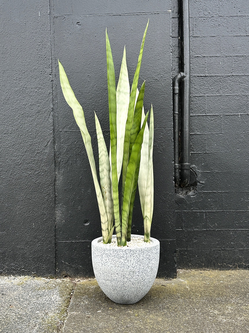 sansevieria moonshine nz Sansevieria 'Moonshine' in 20cm Grey Terrazzo – PlantHouse