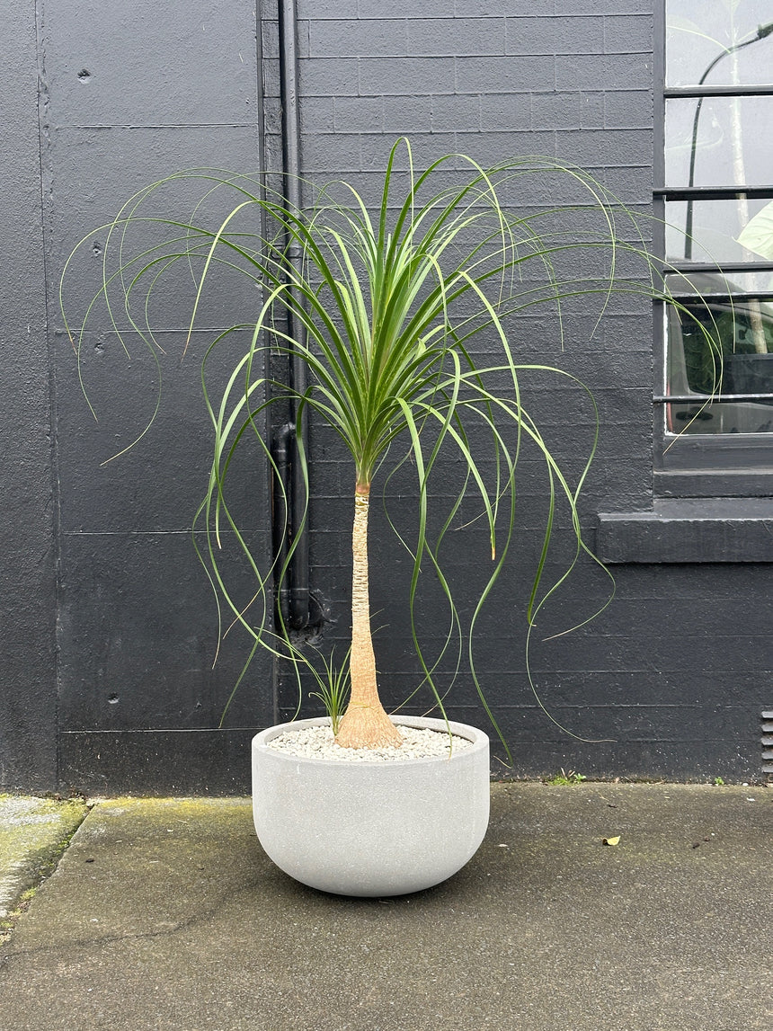 Beaucarnea recurvata Ponytail Palm in 40cm Grey Stone Bowl