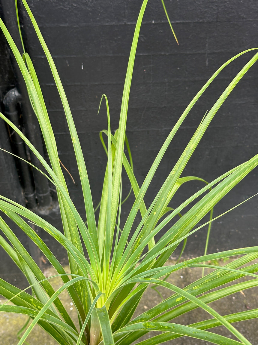 Beaucarnea recurvata Ponytail Palm in 40cm Grey Stone Bowl