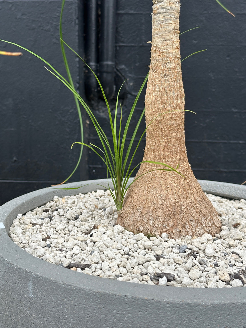 Beaucarnea recurvata Ponytail Palm in 40cm Grey Stone Bowl