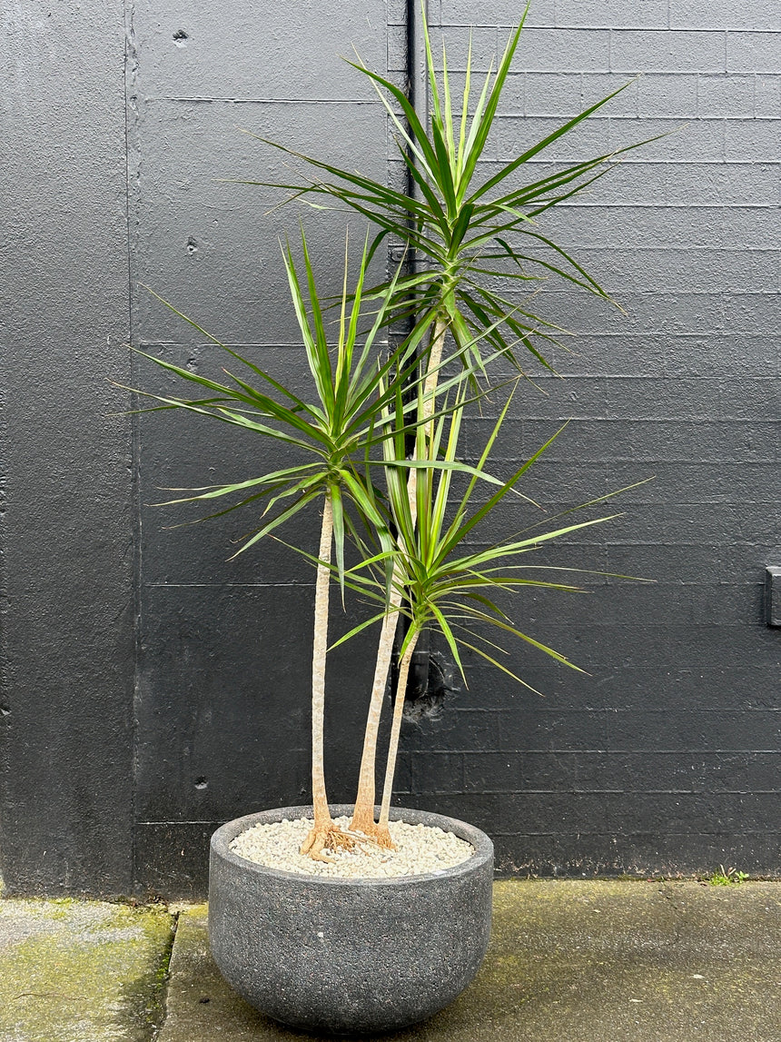 Dracaena marginata Trio in 40cm Charcoal Stone Bowl