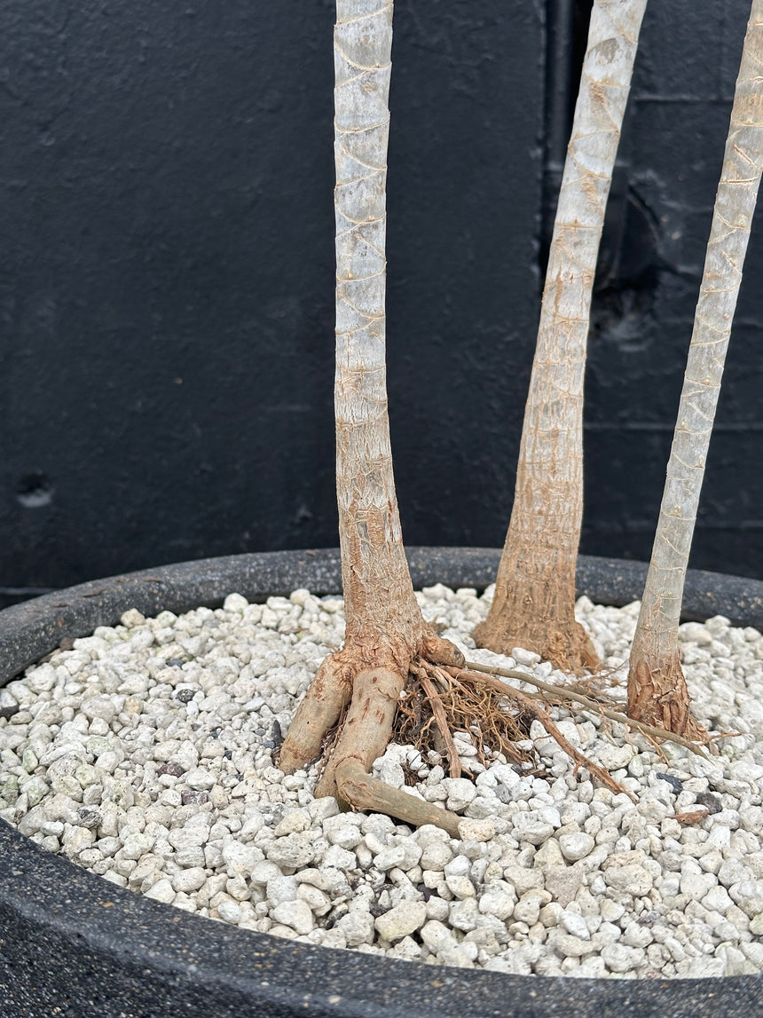 Dracaena marginata Trio in 40cm Charcoal Stone Bowl