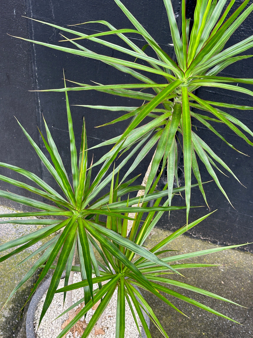 Dracaena marginata Trio in 40cm Charcoal Stone Bowl