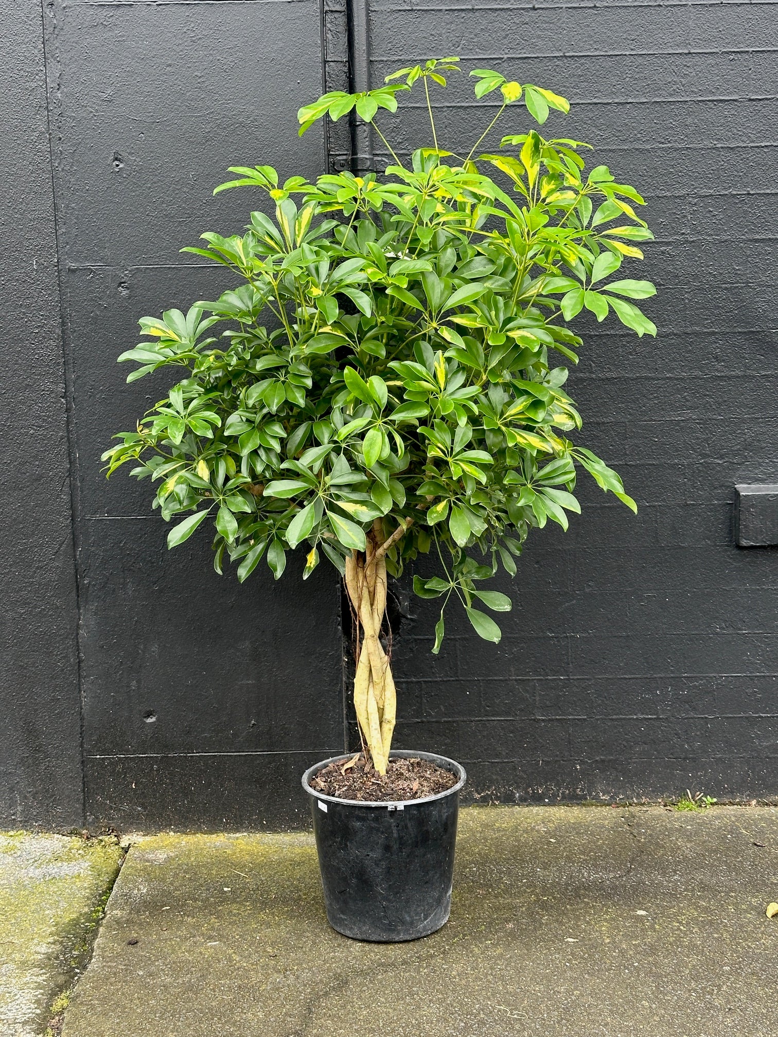 PlantHouse Grey Lynn Store