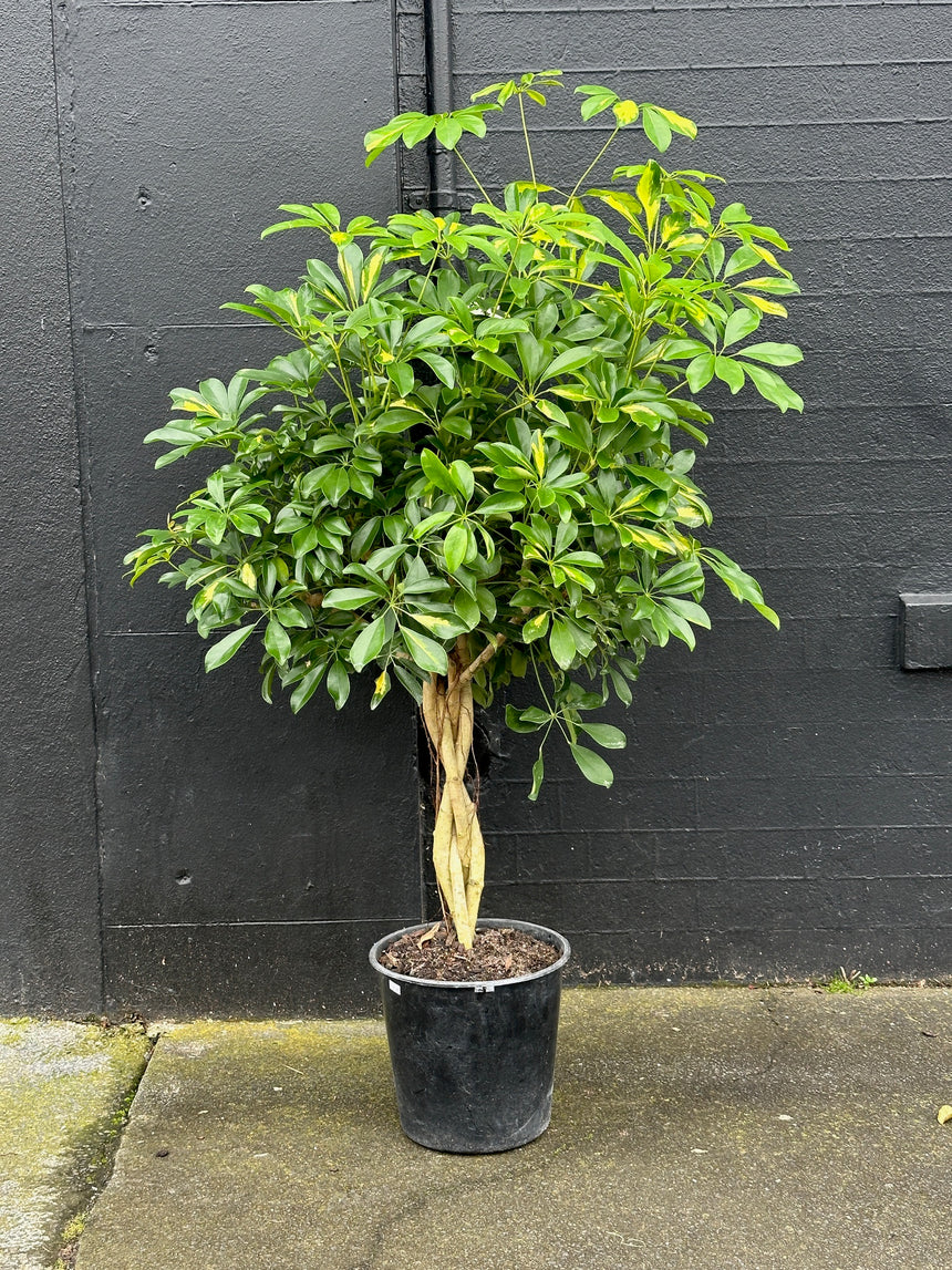 Quad Braided Standard Variegated Schefflera arboricola in 25cm Nursery Pot