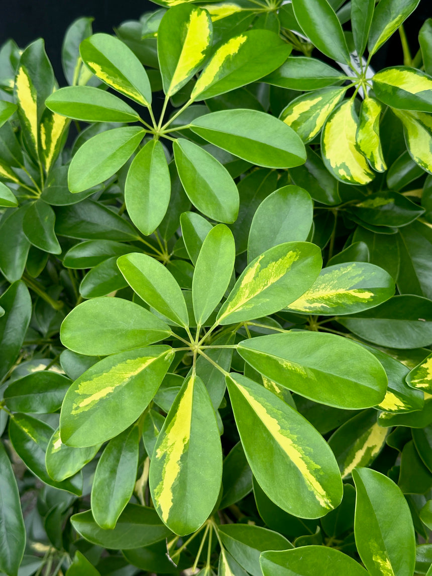 Quad Braided Standard Variegated Schefflera arboricola in 25cm Nursery Pot