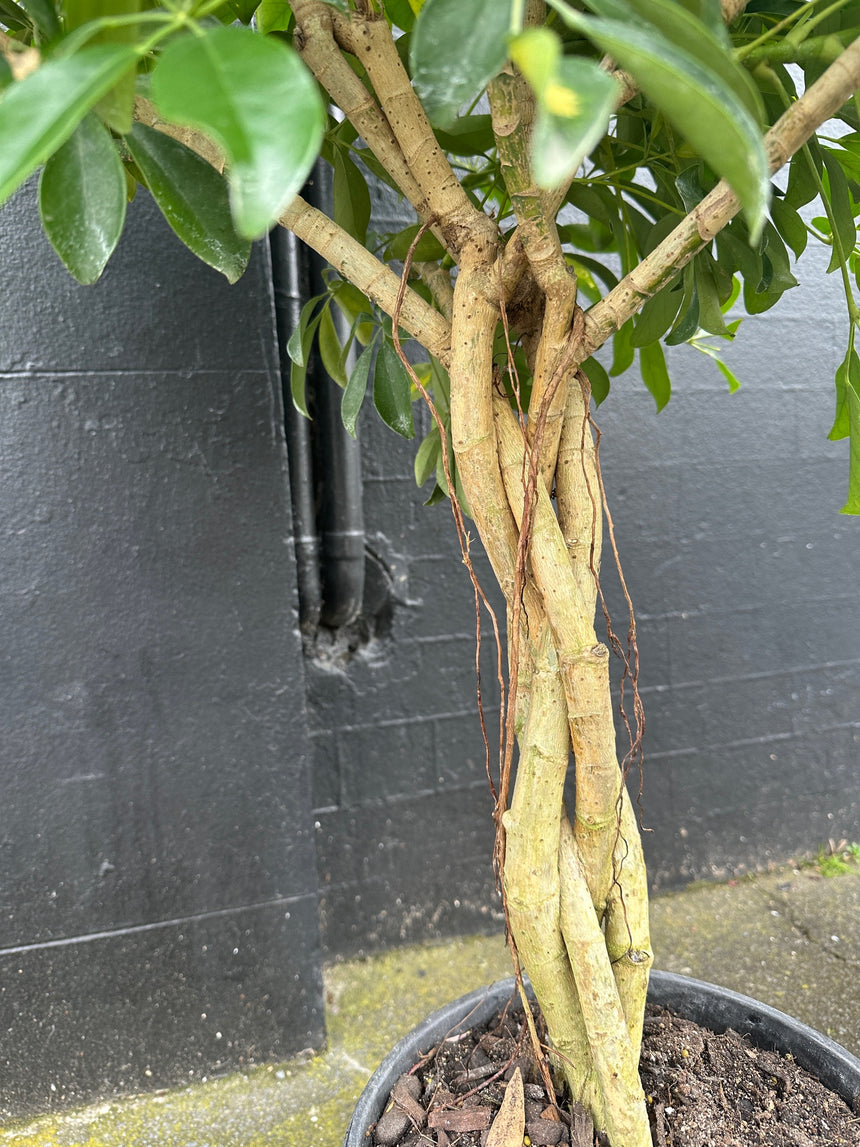 Quad Braided Standard Variegated Schefflera arboricola in 25cm Nursery Pot