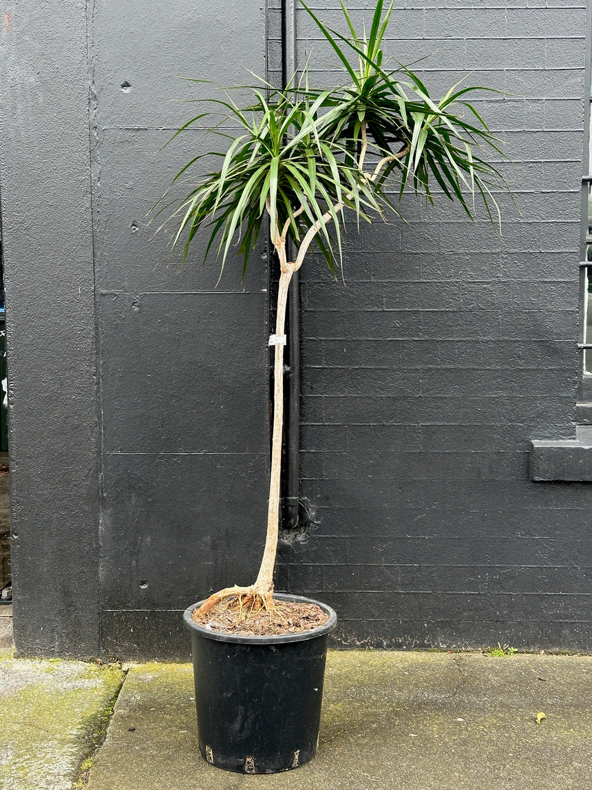 5 Headed Dragon - 1.8m Dracaena marginata in 34cm Nursery Pot