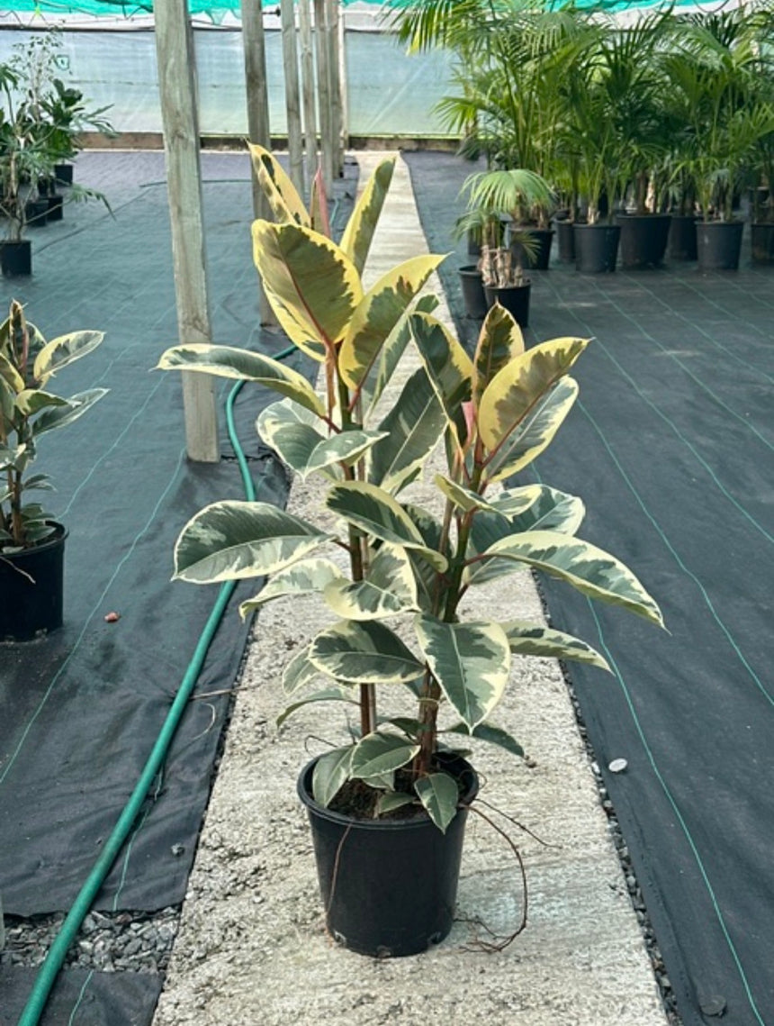 Tineke' Ficus elastica Multi-Planted - 10L / 25cm / Large