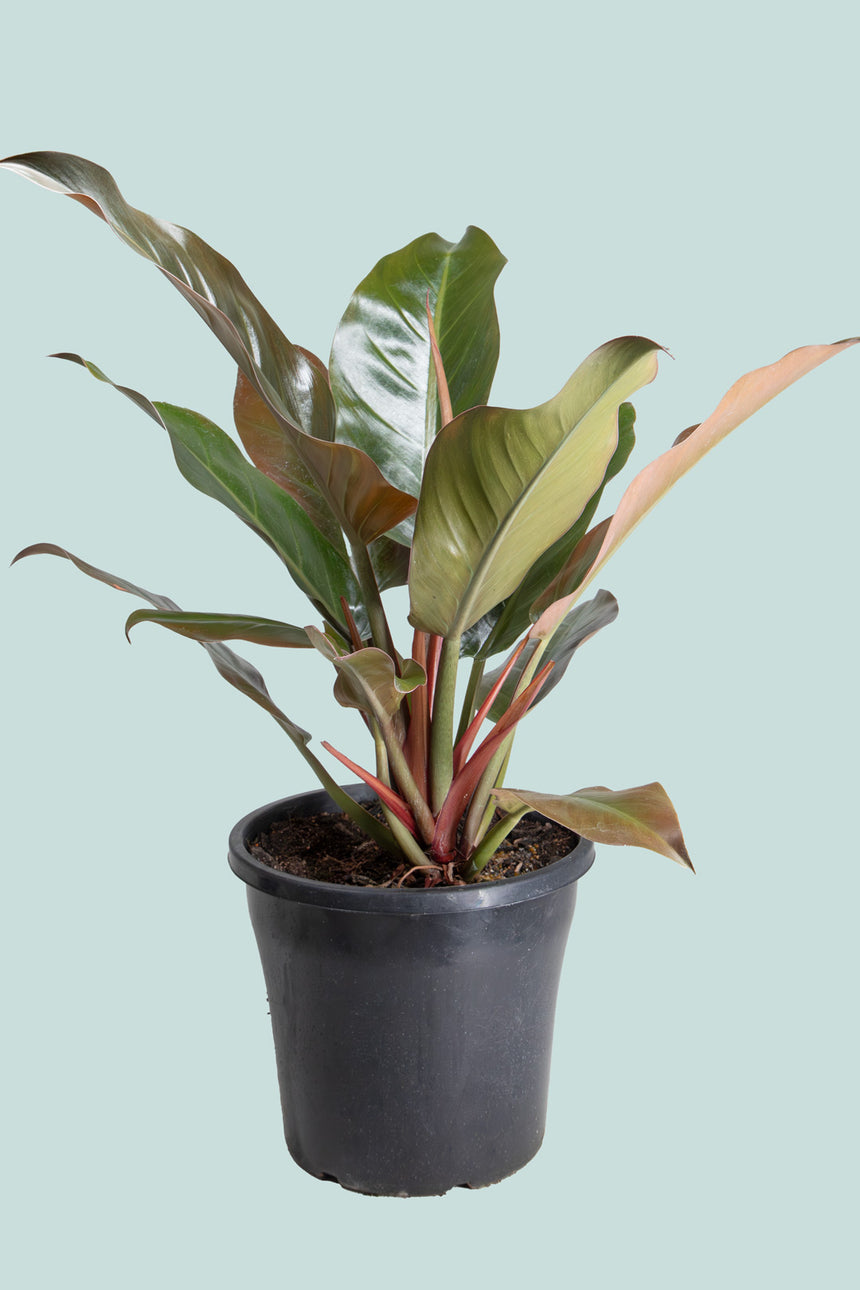 Imperial Red - Philodendron selloum - 10L / 25cm / Large