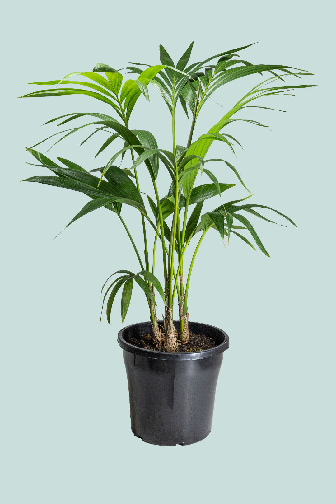Kentia Palm Triple - Howea forsteriana - 10L / 25cm / Large