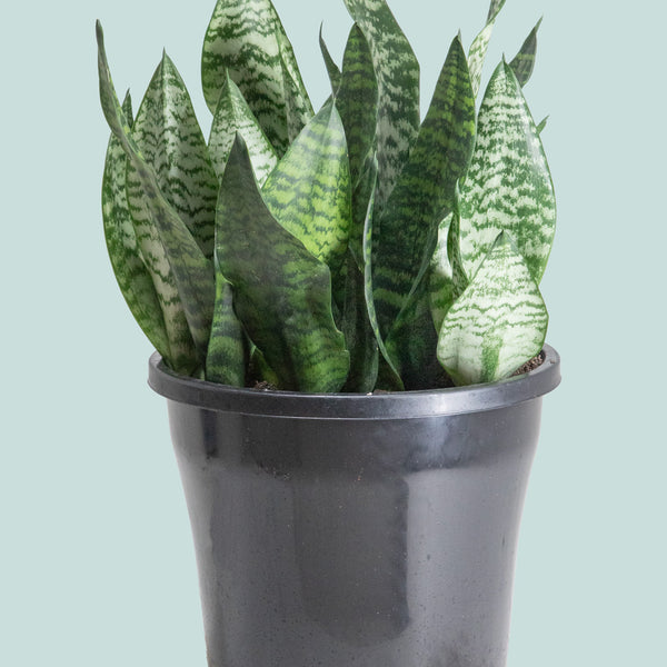sansevieria nz Snake Plant - Dracaena trifasciata (Sansevieria)