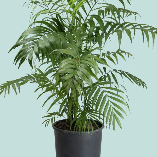 parlor palm nz Parlour Palm - Chamaedorea elegans