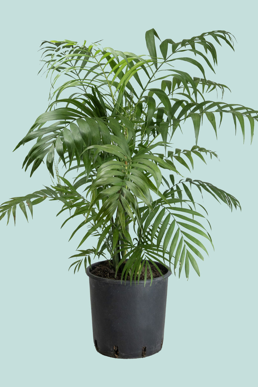 Parlour Palm - Chamaedorea elegans - 10L / 25cm / Large