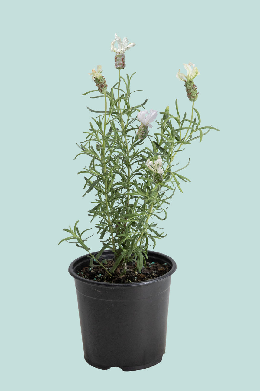 White Lavender 'Sensation' PVR  - Lavender stoechas - 1L / 14cm / Small