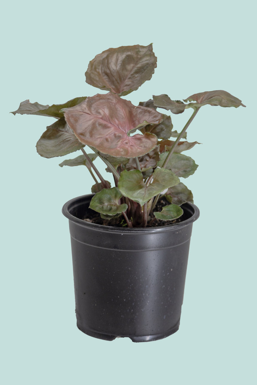 mahogany indoor plant Mahogany - Syngonium podophyllum - Indoor Plant