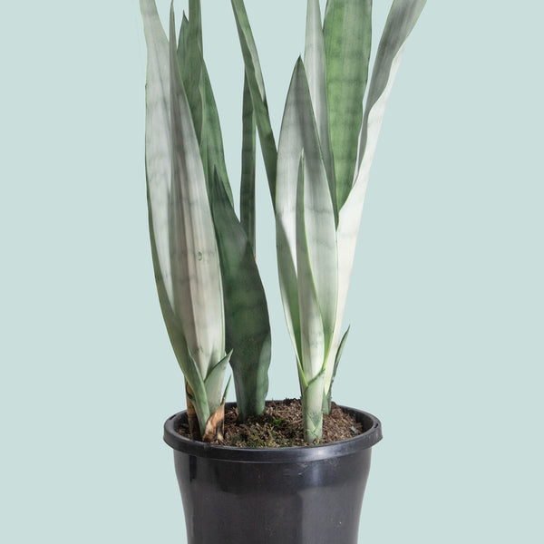 snake plant silver queen Snake Plant - Dracaena trifasciata (Sansevieria)