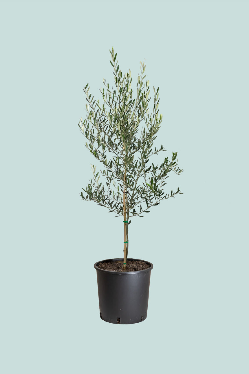 Olive Tree - Olea europaea -  10L / 25cm / XL