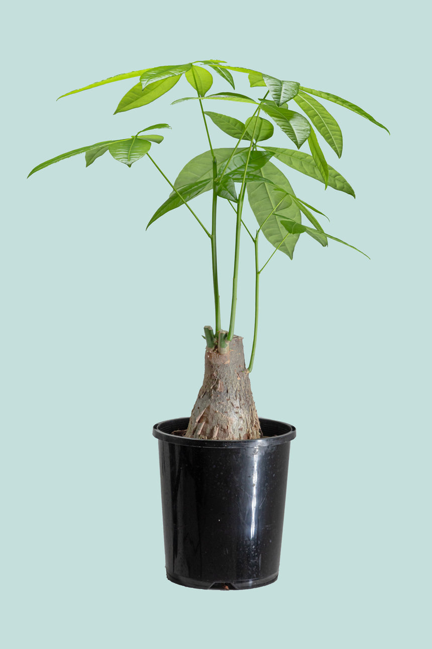 Money Plant - Pachira aquatica - 1L / 14cm / Small