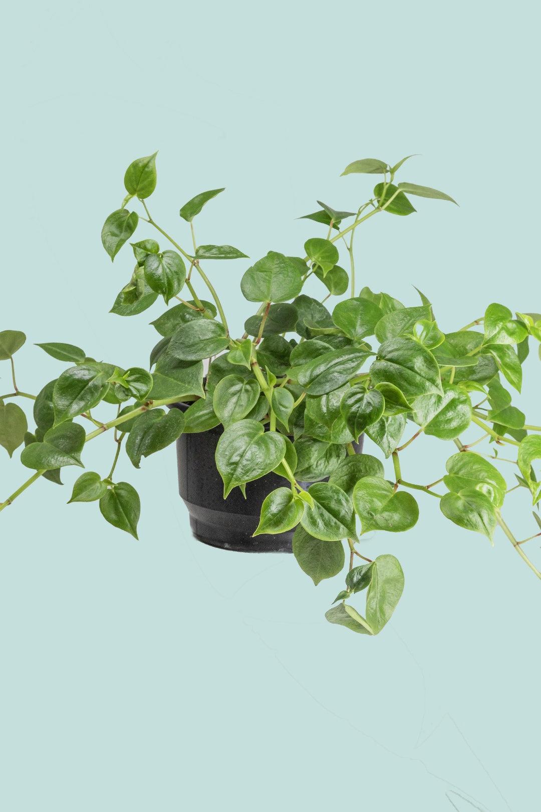 Peperomia scandens - 2L / 16.5cm / Medium