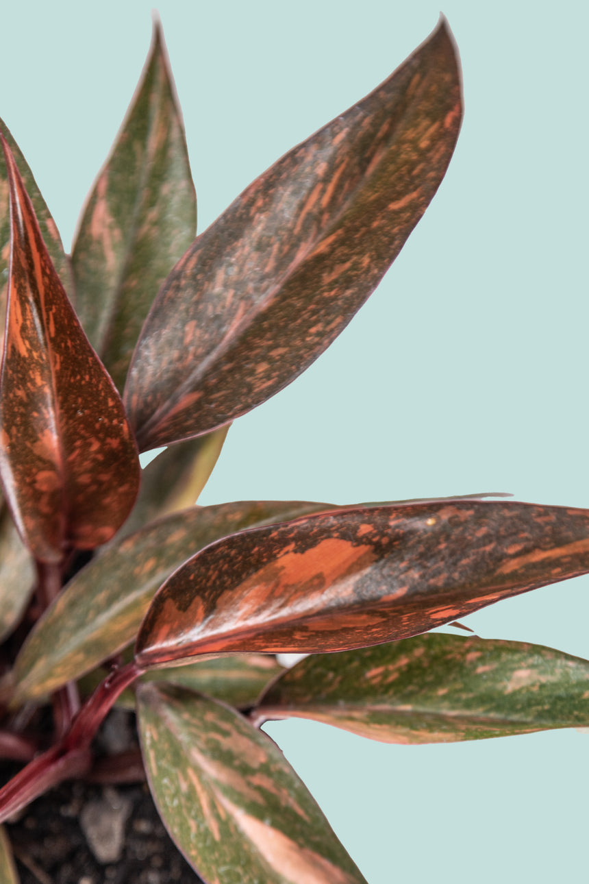 Philodendron Sunspot  - 1L / 14cm / Small