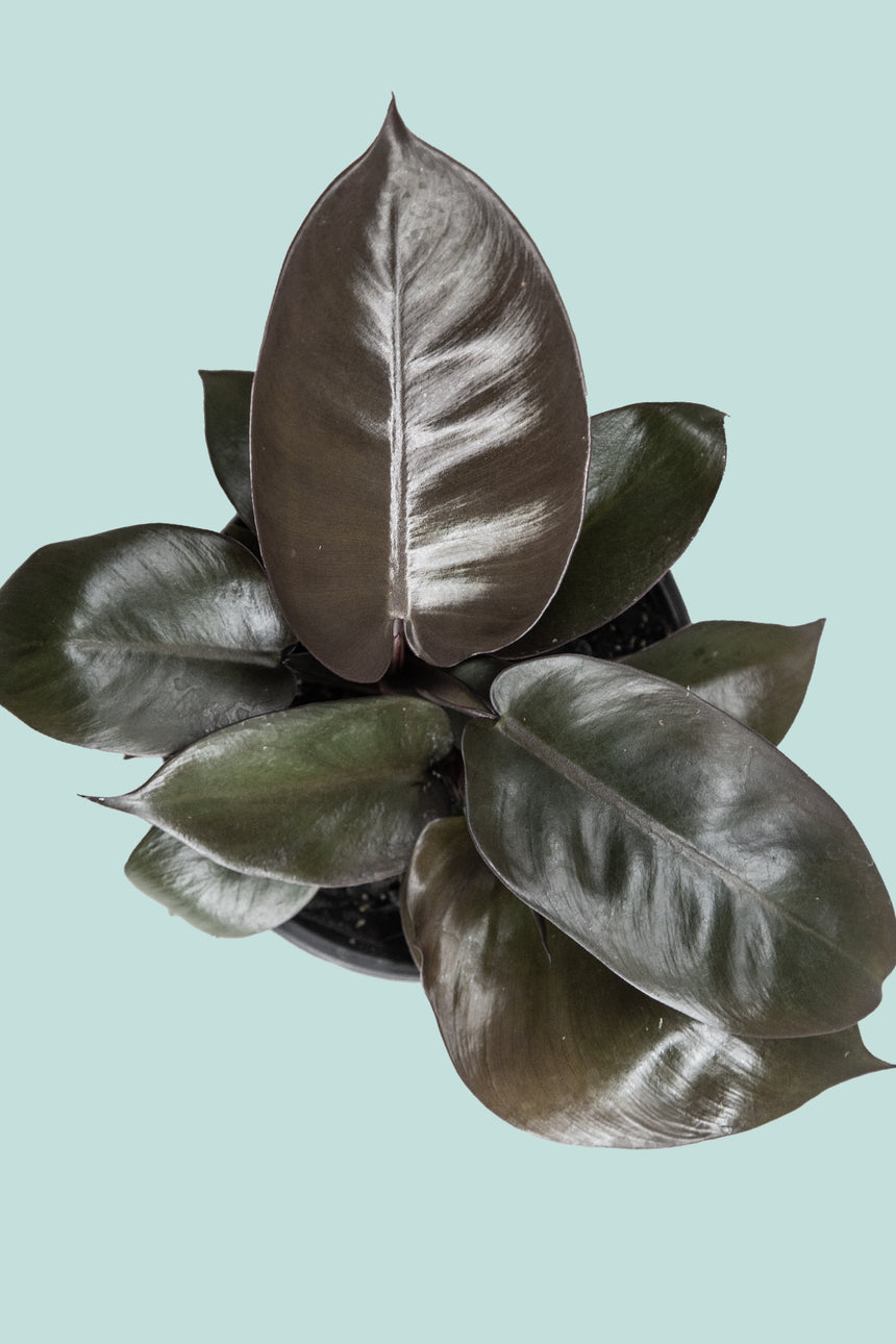 black imperial philodendron Philodendron Imperial Green - Indoor Plant