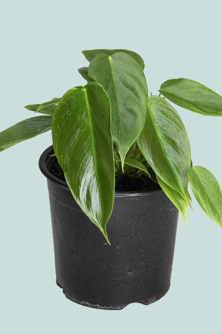 Esmerelda - Philodendron esmereldense - 1.3L / 14cm / Small